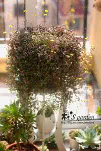 多肉植物花架 【园艺】花架种植的多肉植物欣赏