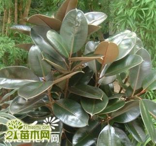 新买的盆栽玫瑰花咋养 新买盆栽要看是否打蜡