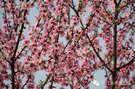 花开一季 人活一世 寻找下一季花开