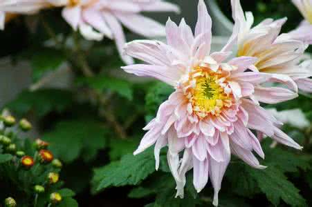 祖国的花朵 祖国的花朵 旋转的花朵