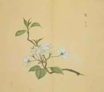 诗经里的植物 原来诗经里的植物是如此的美!