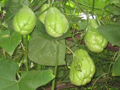 佛手瓜为什么可以致癌 佛手瓜