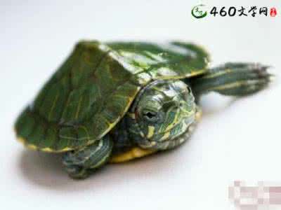 天气变冷巴西龟易患肠胃病