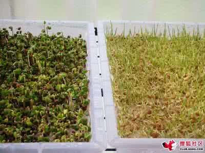 家庭种植芽苗菜的方法 种植日记 学种芽苗菜(一个周期完结)