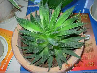 芦荟盆栽怎么养 盆栽芦荟怎么养?