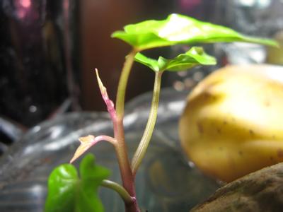 红薯发芽了还能吃吗 红薯发芽了还能吃吗 红薯发芽了还能吃吗？发芽的红薯能吃吗