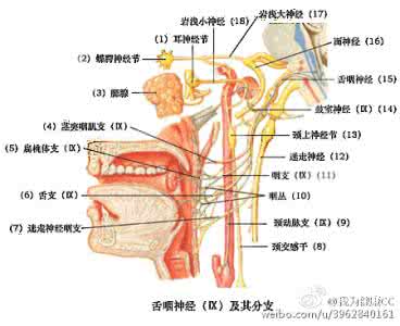 常见疾病分析 常见咽部疾病的分析与鉴别