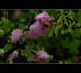 音画欣赏 背叛的心【FLASH音画欣赏】