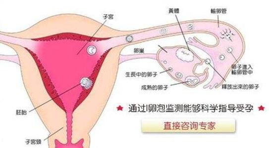月经后几天容易受孕 月经后几天容易受孕 月经后什么时候容易受孕