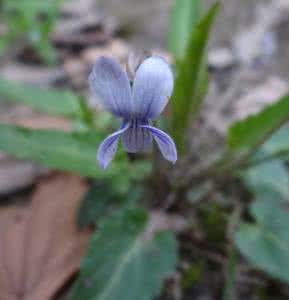 请回答1988 求解什么是草本层请回答~~