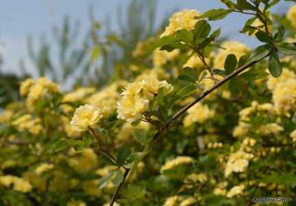 木香花的栽培养殖技术 木香藤 木香花的栽培养护