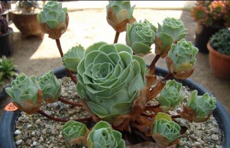 多肉植物成长日记 绝技 | 多肉植物如何长成大个子