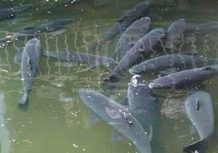 青鱼养殖技术 青鱼养殖技术 青鱼养殖技术介绍 淡水青鱼养殖