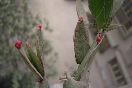 昙花的用途 假昙花 假昙花是什么 假昙花的用途及功效