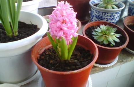 风信子开花时间有多久 风信子开花时间