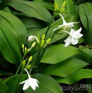 南美水仙 南美水仙 如何挑选南美水仙球