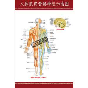 影响健康的因素 影响人体骨骼健康的因素有哪些
