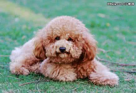 泰迪犬产后护理 泰迪犬怎么护理