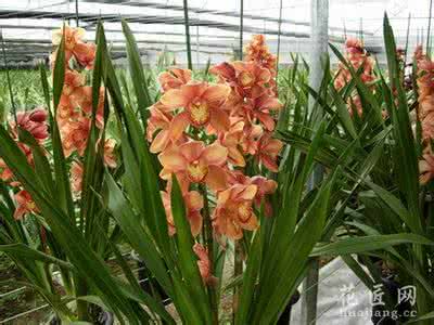 大花蕙兰花期 如何控制大花蕙兰花期偏早