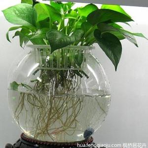 水培植物的养殖方法 水培植物有哪些 水培植物养殖方法