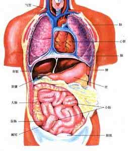 身体器官结构图 一张图告诉我们身体各部分器官的工作时间！