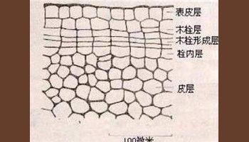 周皮与表皮 周皮