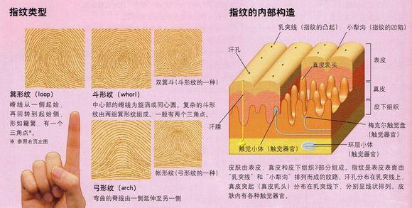 指纹形状分类图片大全 指纹类型全分析