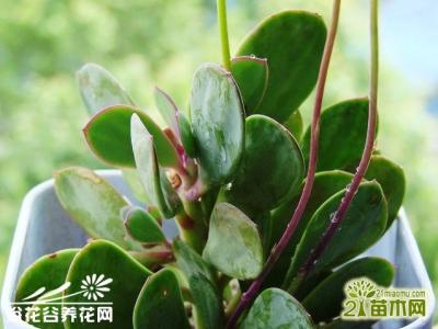 多肉植物的园艺 【园艺】多肉植物紫蛮刀的养护要点