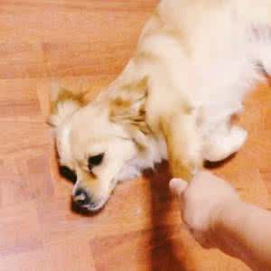 狗狗软组织挫伤 养了一只懒癌晚期的狗狗，终于找到组织了.......