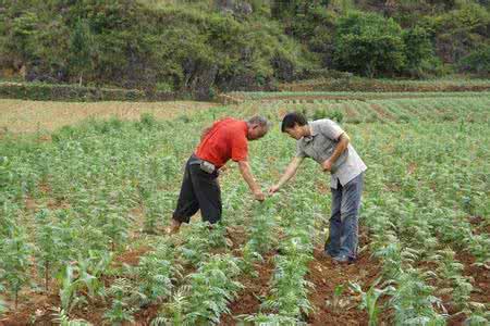 万寿菊播种 怎样播种万寿菊种植长大？