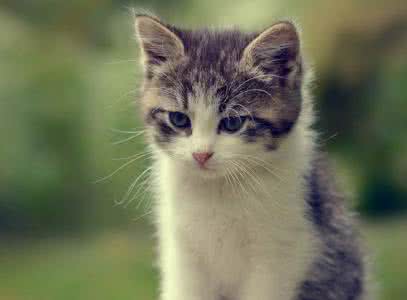 女人如猫 张爱玲 张爱玲：女人如猫