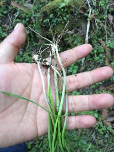 挖野菜 夏天来了 带着这条微信去挖野菜吧