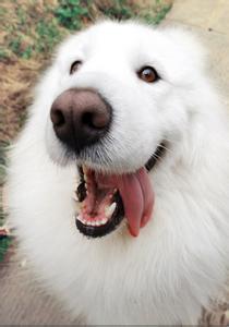 上海浦东宠物狗训练 训练宠物狗要避免哪些错误