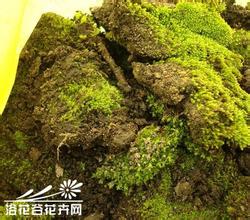 苔藓施肥 我的自制家肥TOP10-TOP9苔藓