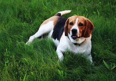比格犬什么颜色好 比格犬最害怕什么