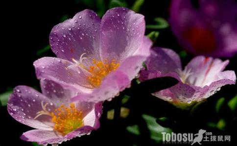 家庭花卉养殖知识大全 【花卉知识】午时花图片大全