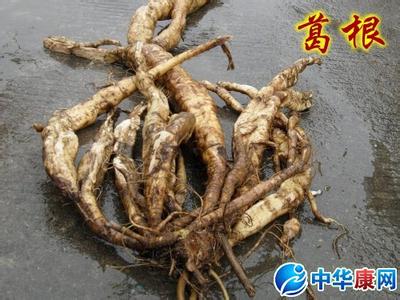 中药葛根的功效与作用 葛根的功效与作用-中药葛根是什么东西-怎么吃