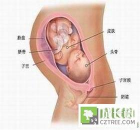 奇迹暖暖 风信子 风信子孕期管家 风信子暖医孕期40周完全指导（第33周）