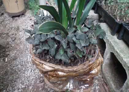 金线莲的种植方法 金线莲种植 金线莲的种植，金线莲怎么种植