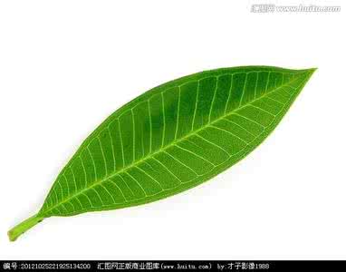 漂亮的树叶教案 漂亮的树叶