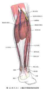 腓骨长短肌 腓骨 外侧群有腓骨长肌、腓骨短肌位置:小腿外侧肌群在哪