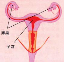 治疗月经不正常的方法 为什么月经迟迟不来 让月经正常光临的方法