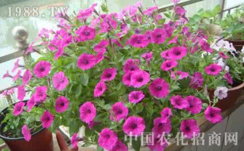 矮牵牛的扦插方法 矮牵牛的繁殖方法