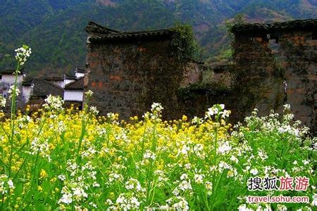 厦门油菜花 厦门哪里适合约会 三八节约会春天，厦门春天赏油菜花的好去处