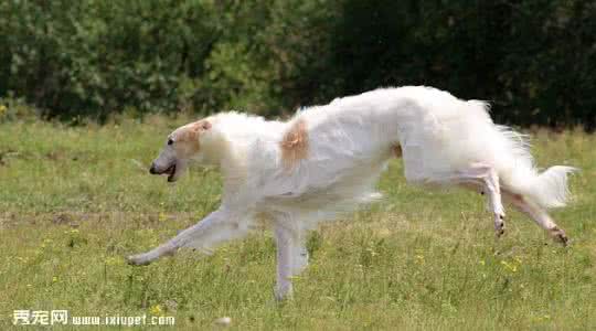 苏俄猎狼犬 苏俄猎狼犬 苏俄猎狼犬好养吗