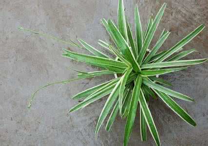 什么植物防辐射最好的 什么植物防辐射?防辐射的植物