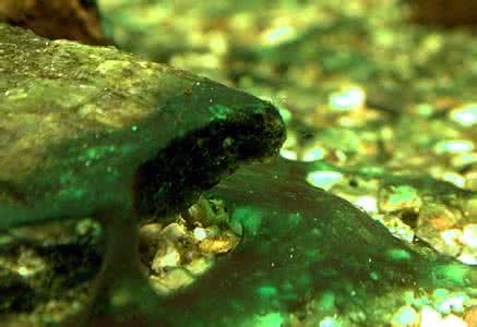 蓝细菌是原核生物吗 蓝细菌是什么生物？