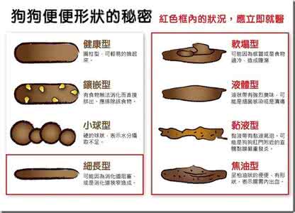 狗便便带血 从狗的便便看健康