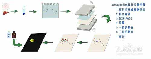 westernblot基本步骤 westernblot基本步骤 westernblot