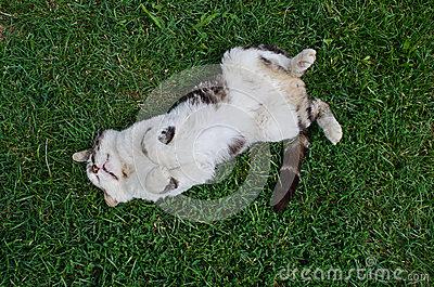 怎么训练狗狗躺下 猫咪在面前躺下 怎么训练猫咪躺下